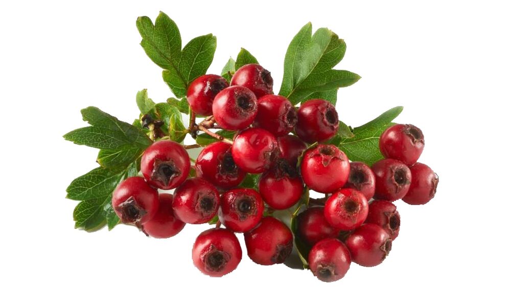 „Hawthorn“ at Tonerin